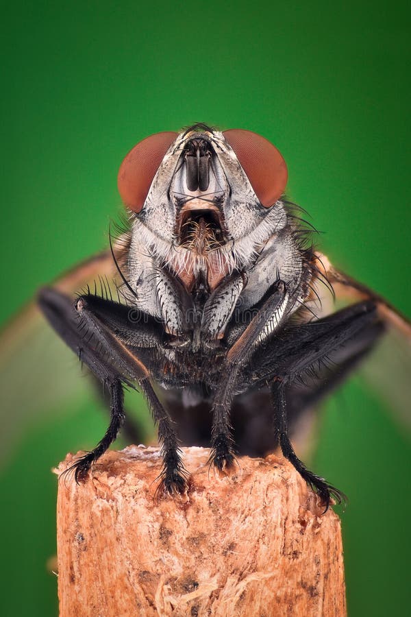 Extreme magnification - House fly closeup