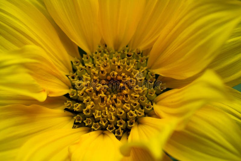 Extreme Nahaufnahme der hellen gelben Sonnenblume lizenzfreie stockbilder Extreme Nahaufnahme der hellen gelben Sonnenblume lizenzfreie stockbilder