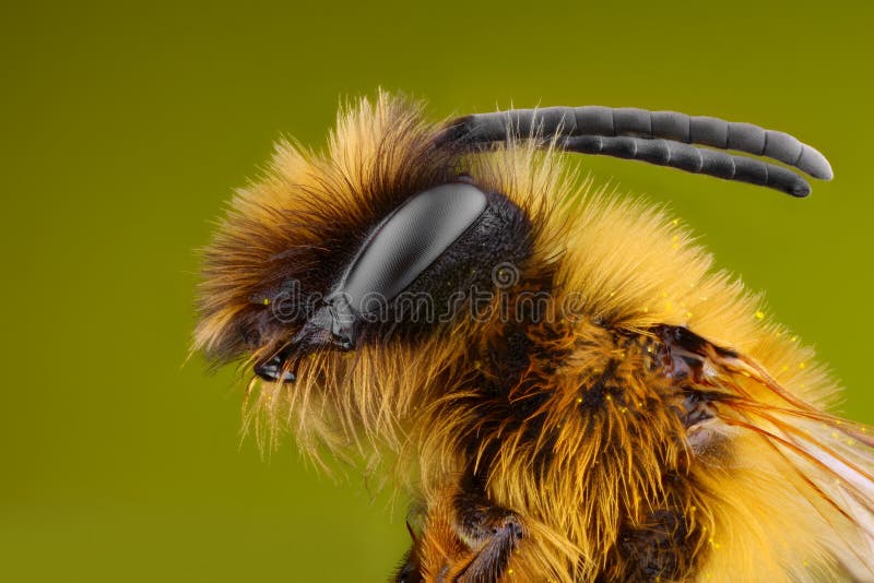 Extreme scharfe und ausführliche Studie der Biene