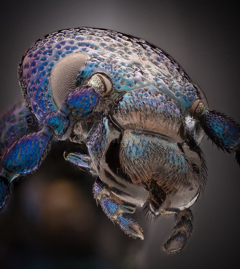 Extreme vergroting - Blauwe metalen kever, Meloe proscarabaeus royalty-vrije stock foto