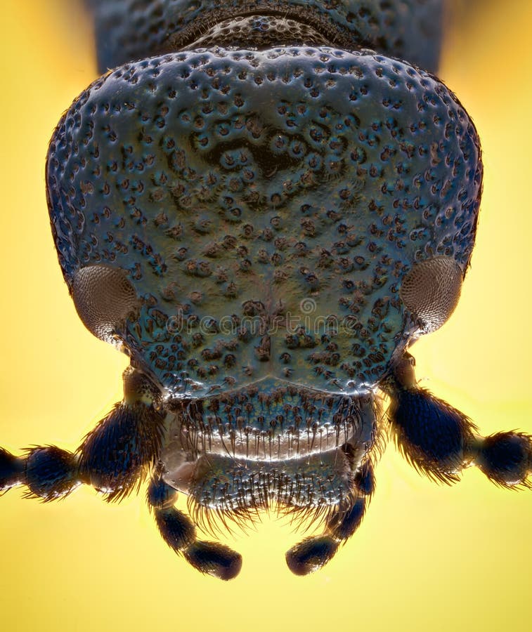 Extreme vergroting - Blauw metaalinsect, Meloe-proscarabaeus royalty-vrije stock afbeeldingen