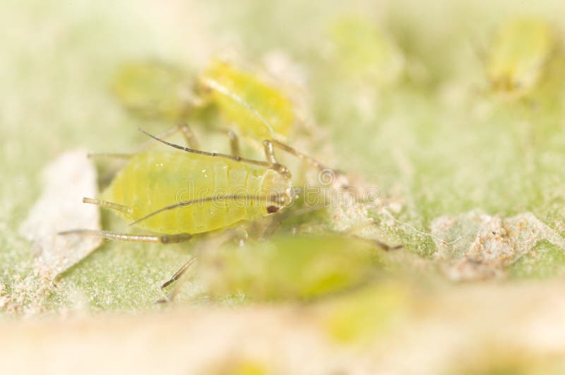 Extreme vergroting - Groene aphids op een installatie royalty-vrije stock fotografie Extreme vergroting - Groene aphids op een installatie royalty-vrije stock fotografie