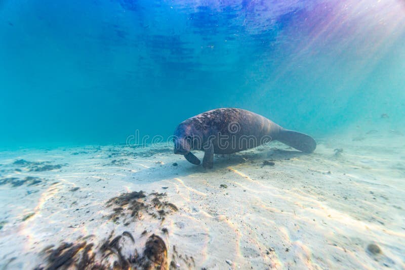 Extreme wide angle shot of a wild West Indian Manatee stock images Extreme wide angle shot of a wild West Indian Manatee stock images
