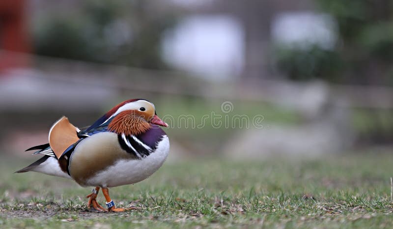 Extremely colorful duck,mandarin