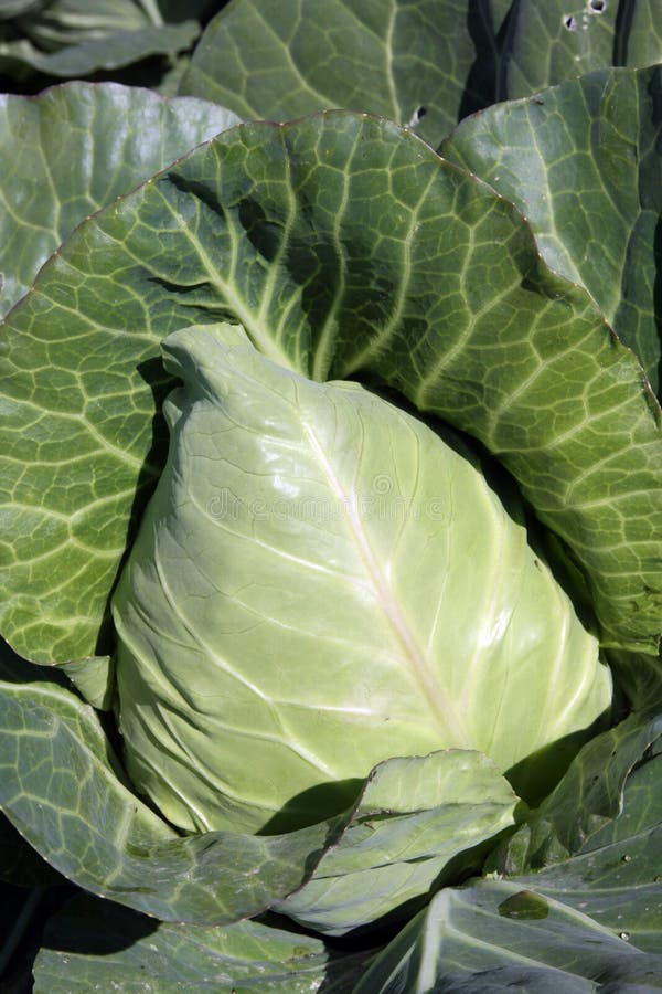 Pointed type of cabbage on a vegetable garden