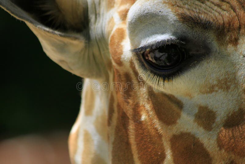 Extremer Abschluss oben des Giraffenauges lizenzfreies stockfoto Extremer Abschluss oben des Giraffenauges lizenzfreies stockfoto