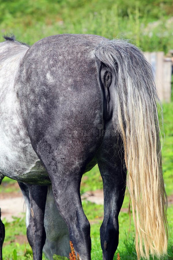 Extrémité Arrière Ou Cul De Chevaux Image stock Image du cheval