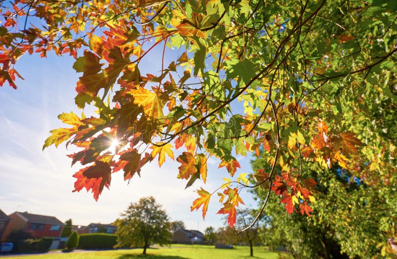 Extrémité des feuilles d'été image libre de droits Extrémité des feuilles d'été image libre de droits