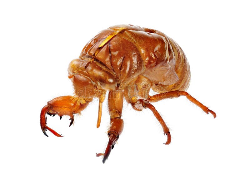 Exuviae de uma cigarra imagens de stock royalty free Exuviae de uma cigarra imagens de stock royalty free