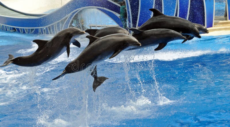 Exécution des dauphins
