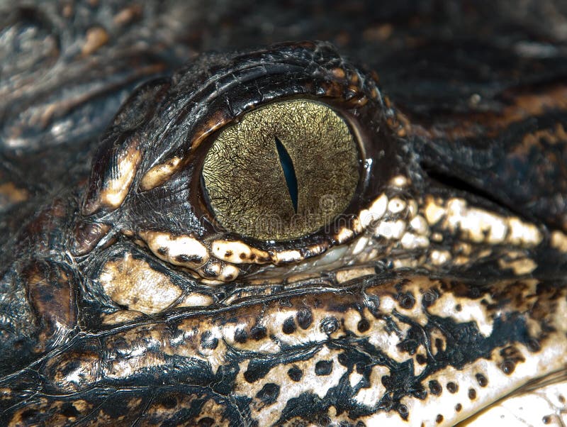 Eye of an alligator