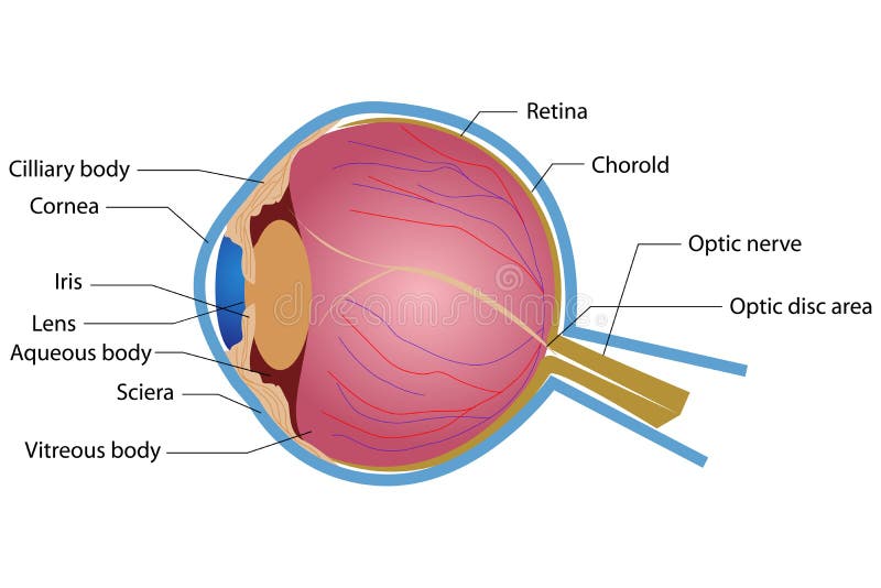 Ilustraciones de ojo etiqueta sobre el.