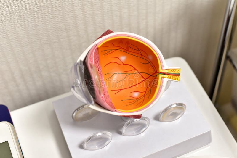 eye anatomy model