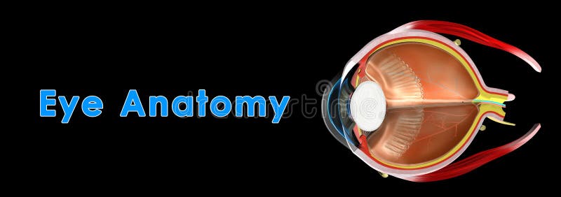 Eye anatomy stock photo. Image of human, muscle, eyeball - 45367286
