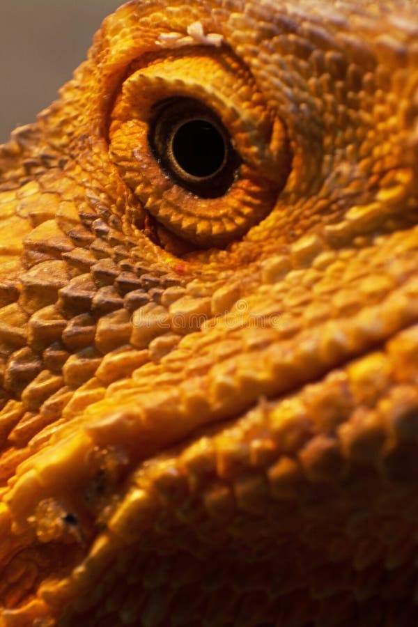 Bearded Dragon Eye stock image. Image of vision, spikes - 16403573
