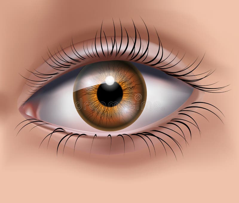 Eye