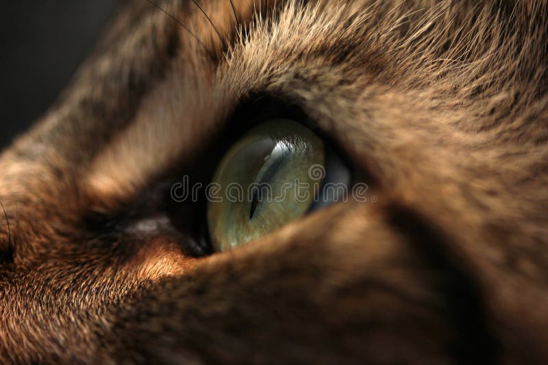 Eye of a cat