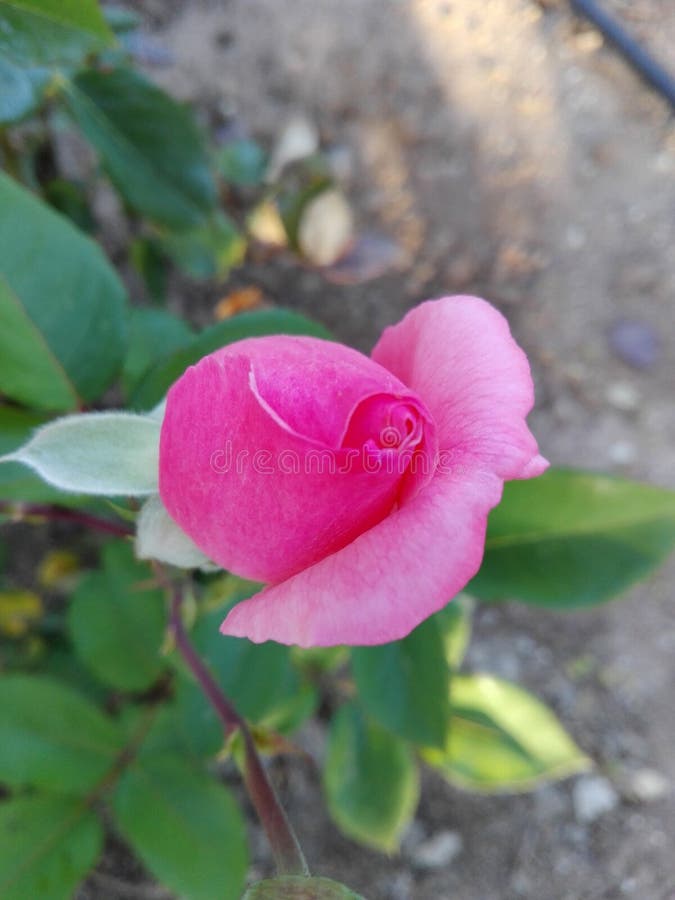 Eye Catching Pink Rose Bud stock image Eye Catching Pink Rose Bud stock image