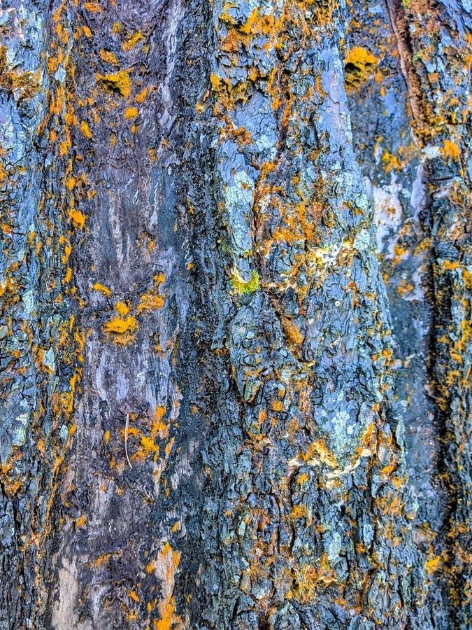 An eye-catching vertical shot of a pine tree trunk royalty free stock photography
