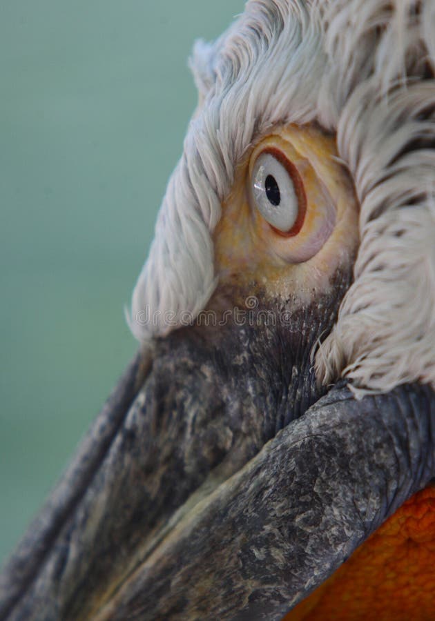 Eye close up of dalmatian pelican