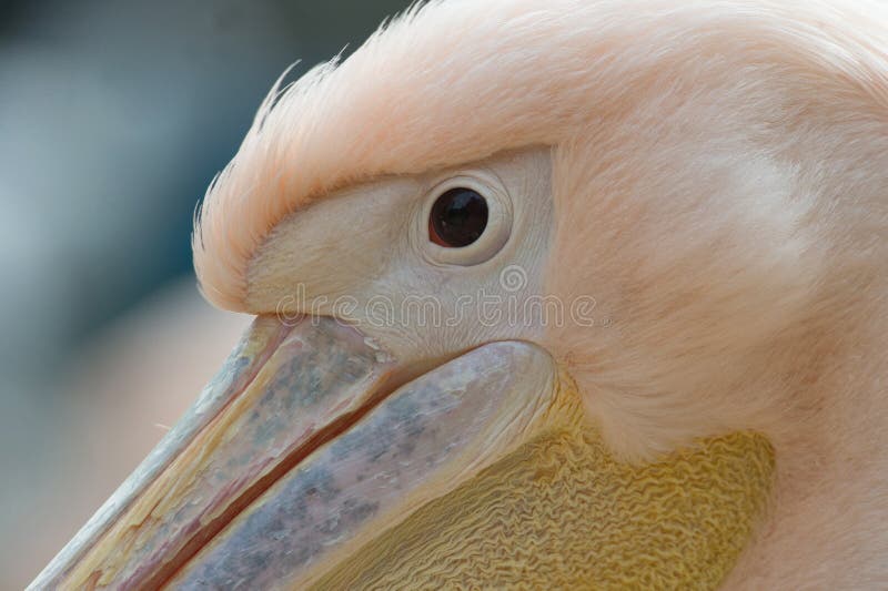 Eye close up of white common pelican