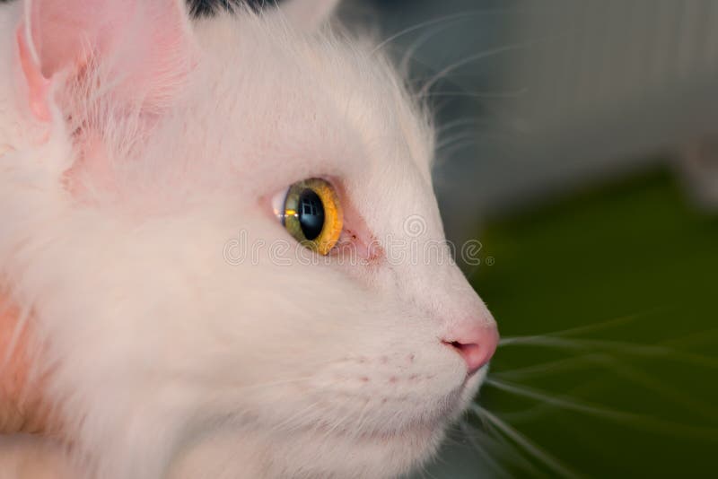 Eye Closeup of a Turkish Angora Cat Stock Photo Image of closeup