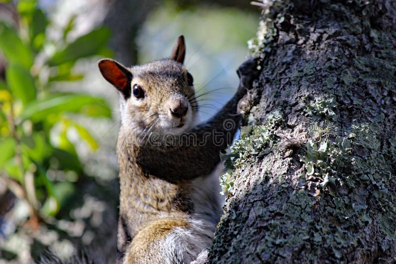 Eye Contact With Eastern Gray Squirrel Stock Image Image of closeup