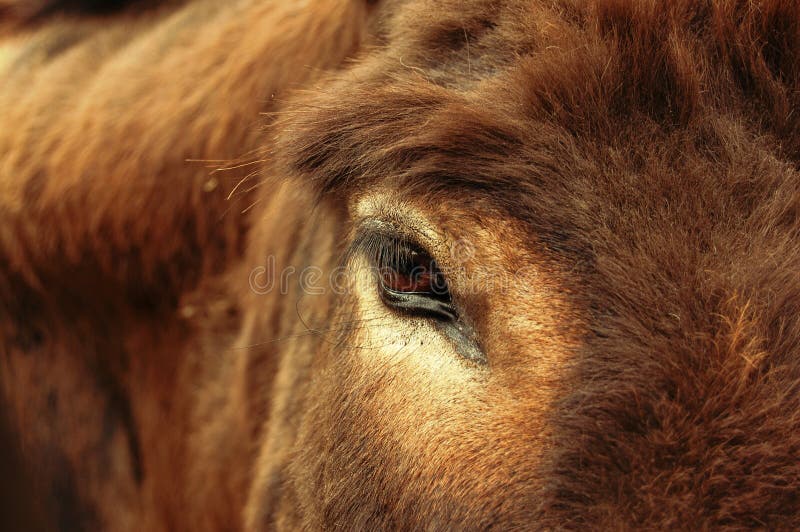 Eye cow stock image. Image of milk, hoofed, front, close - 12227161