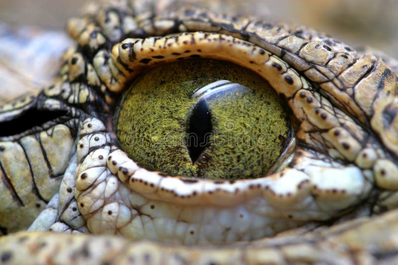 Eye of the crocodile stock photography Eye of the crocodile stock photography