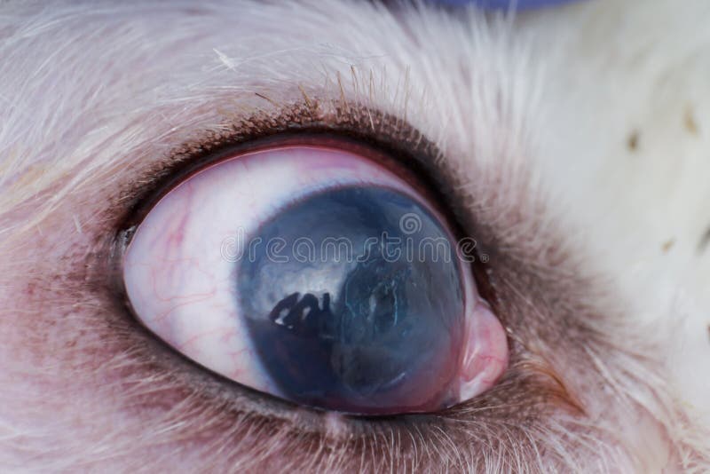 Eye of a Dog with Deep Corneal Ulcer Closeup Stock Photo Image of