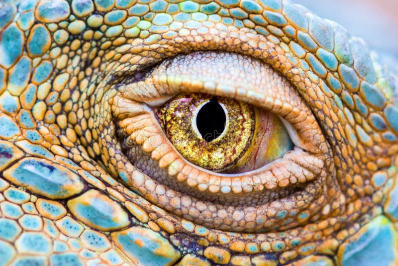 Eye of the dragon stock image Eye of the dragon stock image