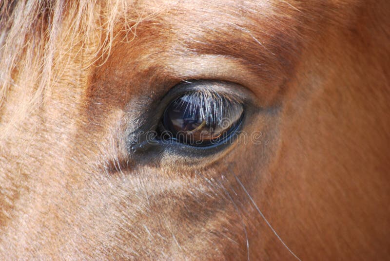 Schöne Augen und Wimpern Pferde und clever anzeigen.