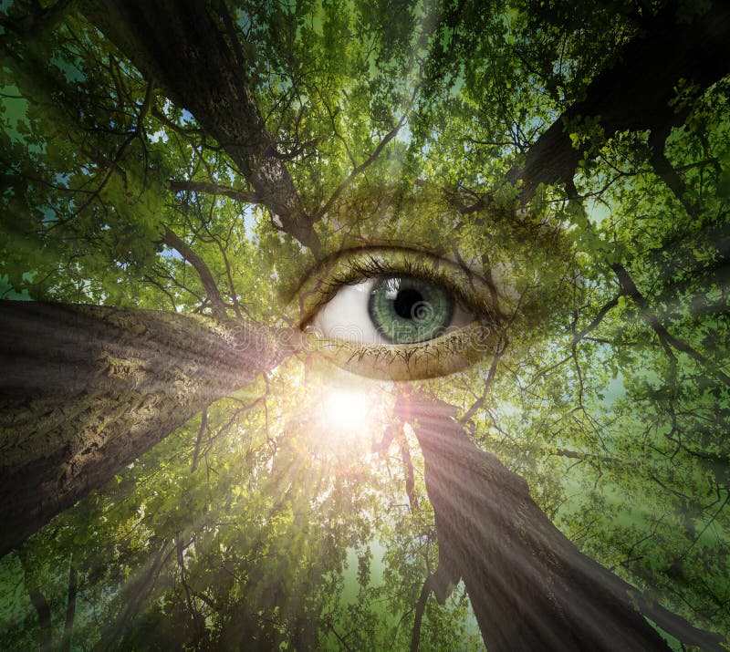 Eye of forest