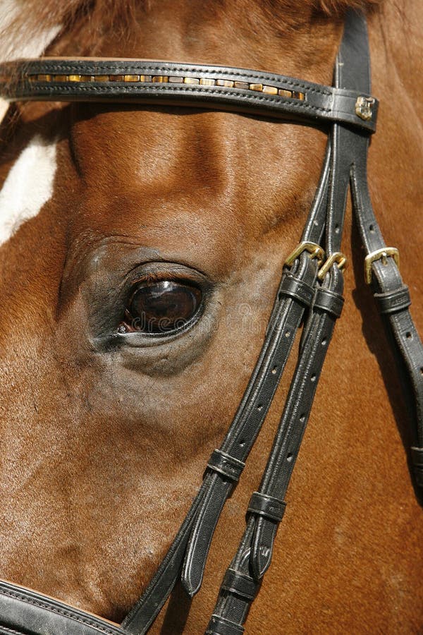 Eye of a horse stock image. Image of fauna, leather, bridle 12848295