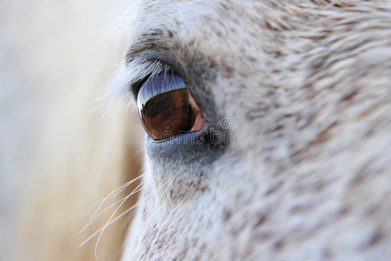 Close up of a horse eye stock image. Image of eyeball 26805017