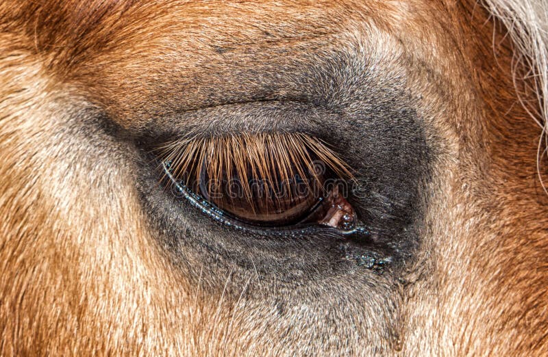 1,134 Horse Eyelashes Photos Free & RoyaltyFree Stock Photos from