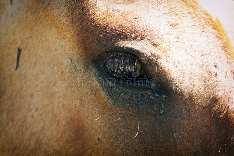 Horse Tears Stock Photos Free & RoyaltyFree Stock Photos from Dreamstime