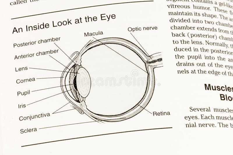 3,078 Eye Anatomy Stock Photos - Free & Royalty-Free Stock Photos from Dreamstime 3,078 Eye Anatomy Stock Photos - Free & Royalty-Free Stock Photos from Dreamstime