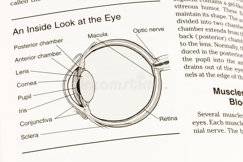 eye anatomy model