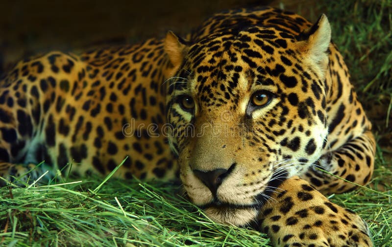 Eye Of The Jaguar Royalty Free Stock Photos - Image: 1821278