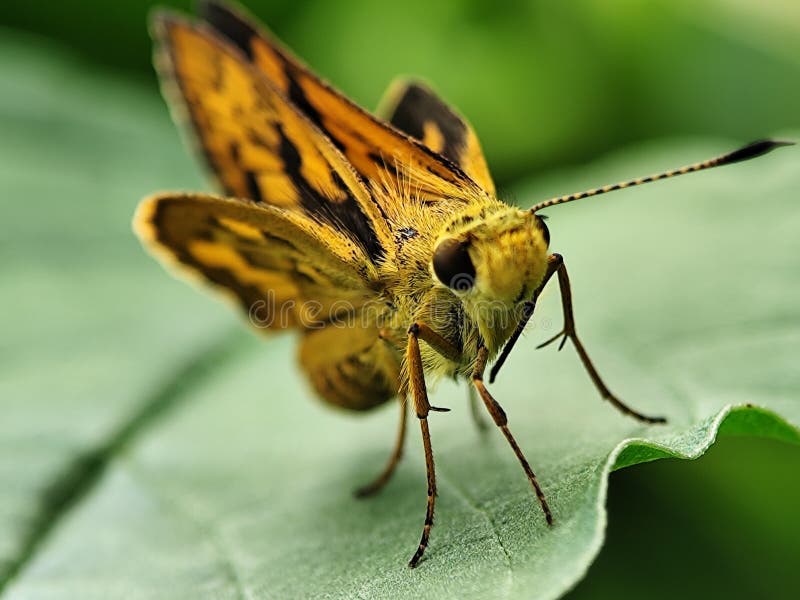 Eye-level, detailed shot of a vibrant orange and brown butterfly resting on a textured green leaf. stock photos