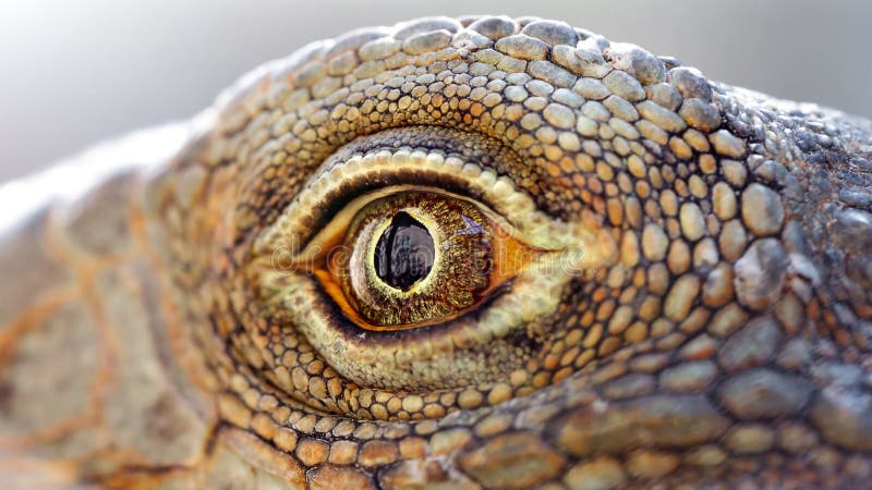 closeup of the eye of a lizard, macro photography of this cold blood reptilian animal