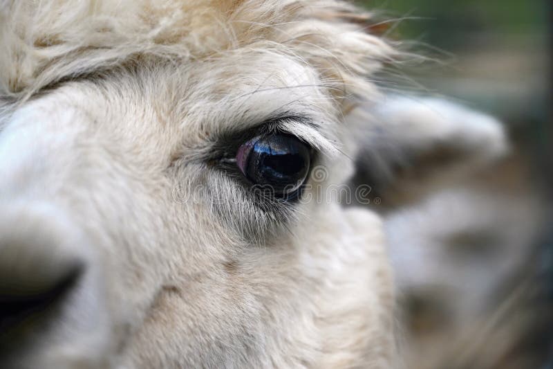 Eye of a Llama. Detailed Photo of Animal Eye Stock Image - Image of ...