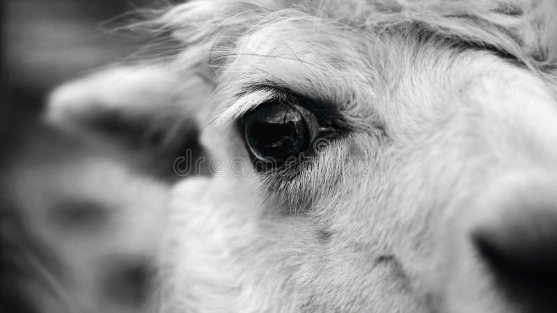 Eye of a Llama. Detailed Photo of Animal Eye Stock Image - Image of ...