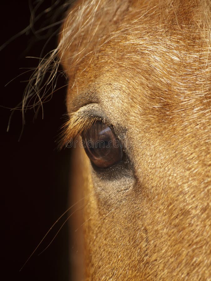 Eye of palomino horse closeup