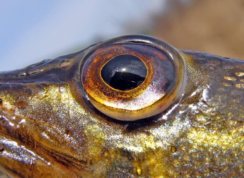 Fish eye of mahimahi stock photo. Image of head, catch 29013142