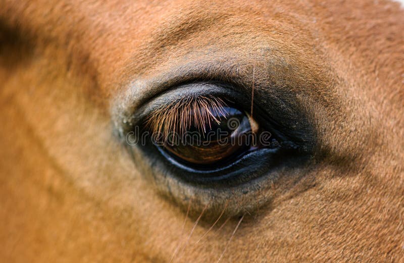 Eye of red horse closeup stock photo. Image of farm 150895576