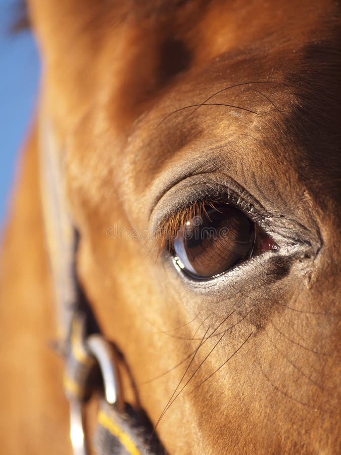 Eye of Red Horse Closeup at Blue Sky Stock Image Image of stallion