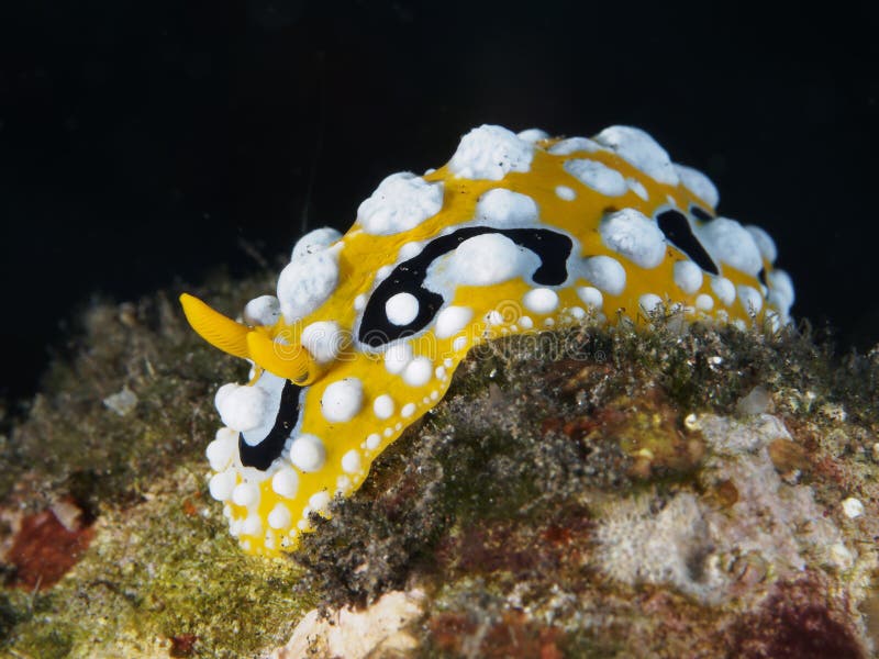 Eye spot sea slug