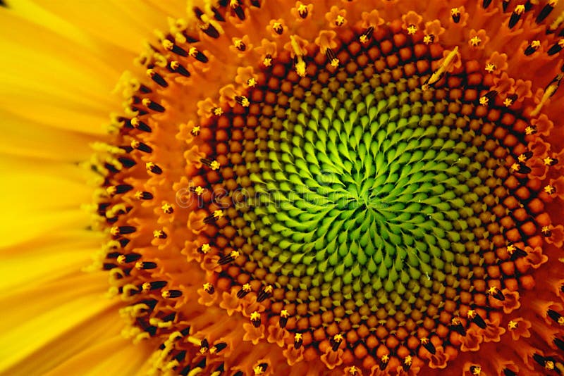Eye of Sunflower stock image. Image of color, colorful 5669105